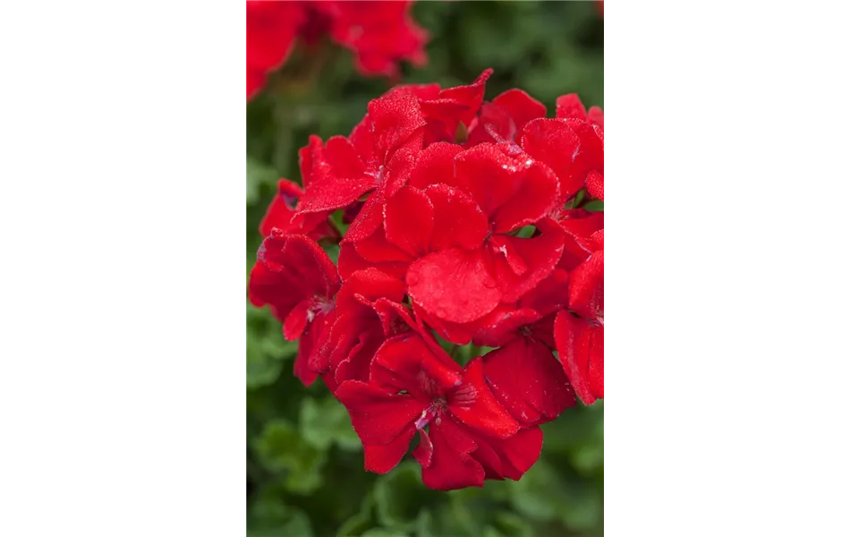 Geranie stehend 'Carlos', rote Blüte