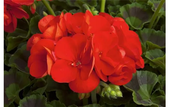 Geranie stehend 'Fernando', hellrote Blüte