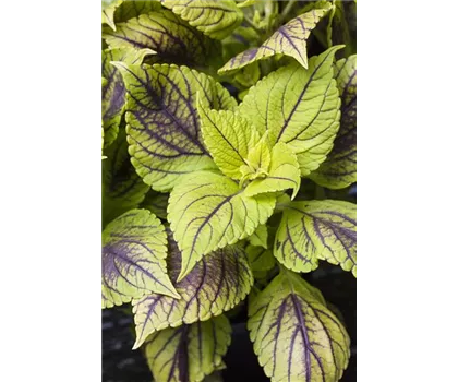 Buntnessel, Coleus 'Caipiriñha', limettengrün
