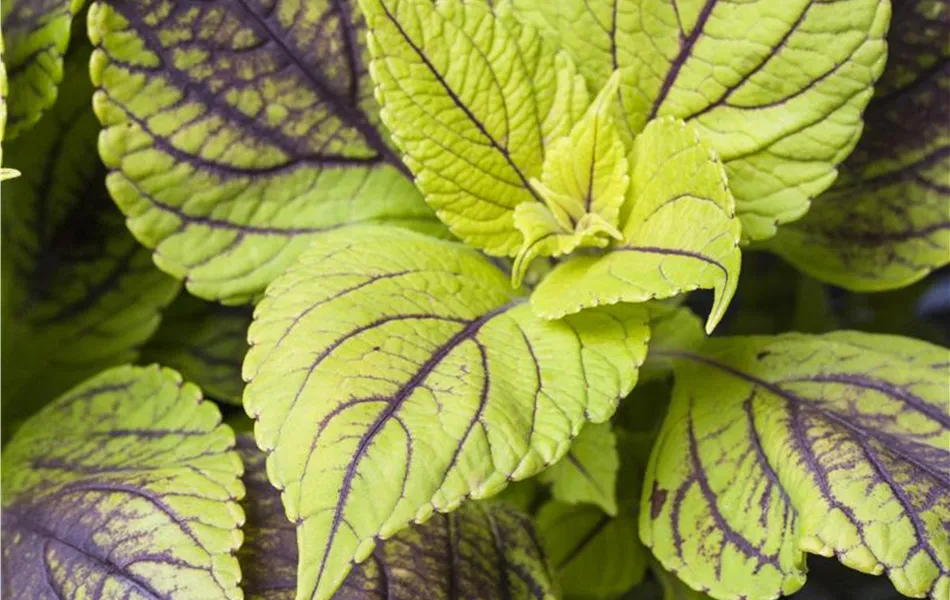 Buntnessel, Coleus 'Caipiriñha', limettengrün