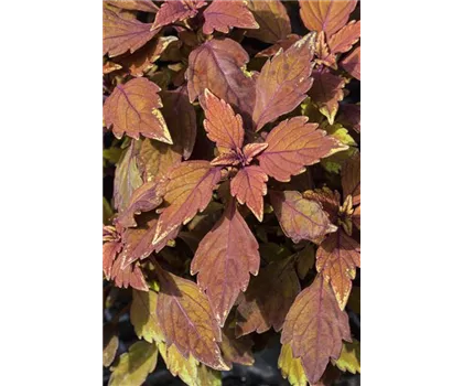 Buntnessel, Coleus 'LANCELOT Cocoa Mint'