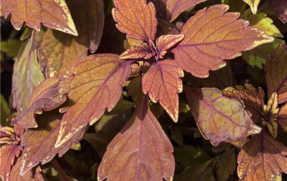Buntnessel, Coleus 'LANCELOT Cocoa Mint'